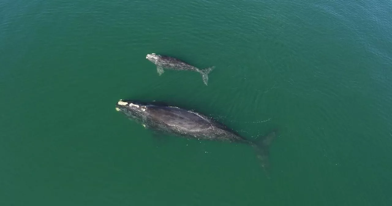 Southern Right Whales Live For 130 Years or More, New Study Finds