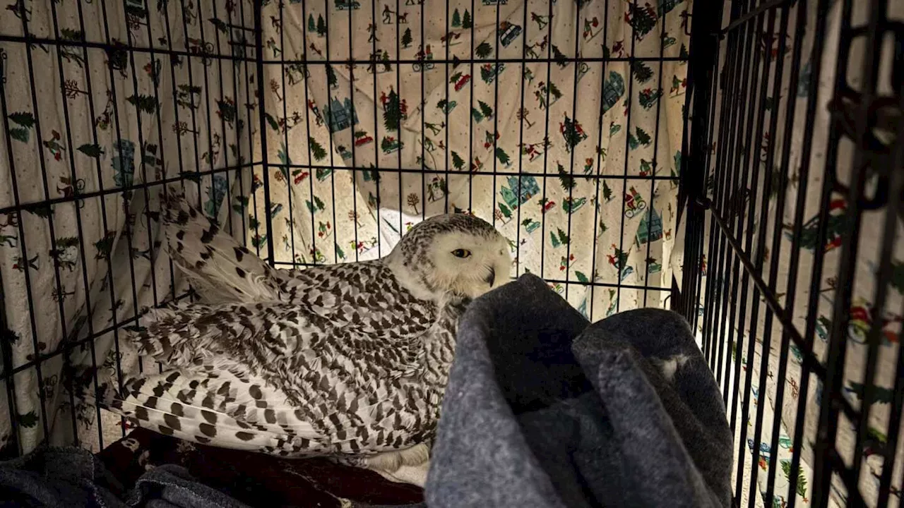 Snowy owl rescued from car grille by Minnesota woman who saved another bird hours earlier