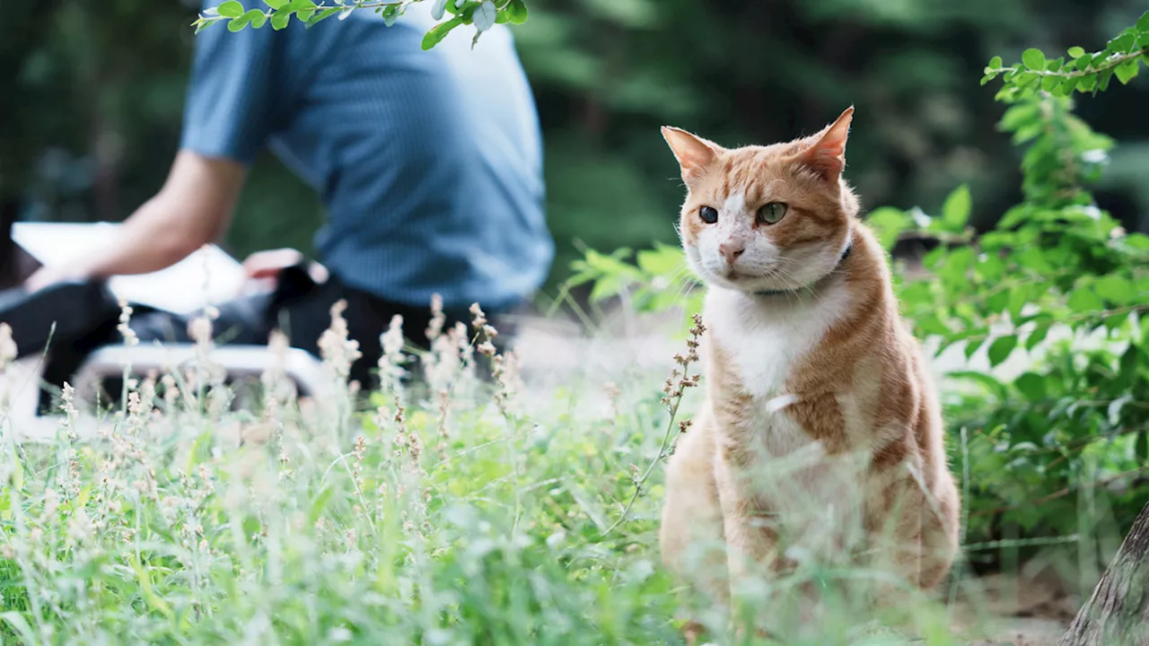 ソニーα7C IIで撮る猫