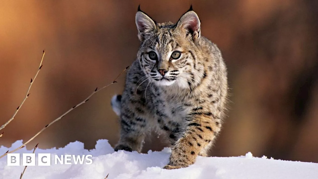 Deadly Bird Flu Outbreak Kills 20 Big Cats at Washington Sanctuary