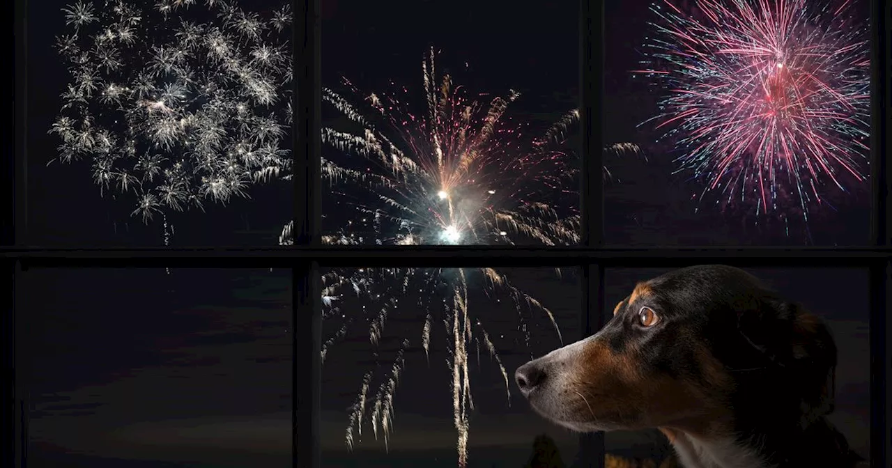 Pet Zen Stickers: A Natural Solution to New Year Fireworks Anxiety