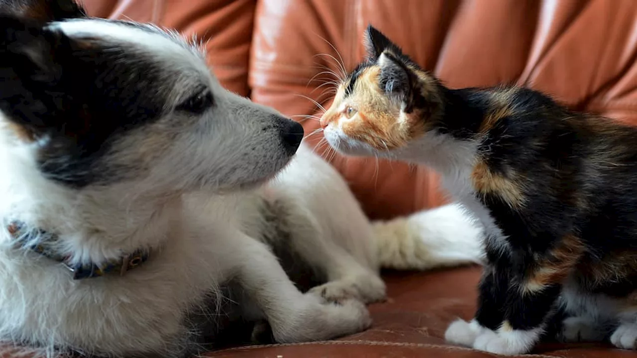 Refuges Animaux: Adoption après Noël