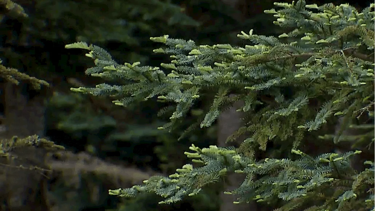 Recycle Your Christmas Tree into Mulch