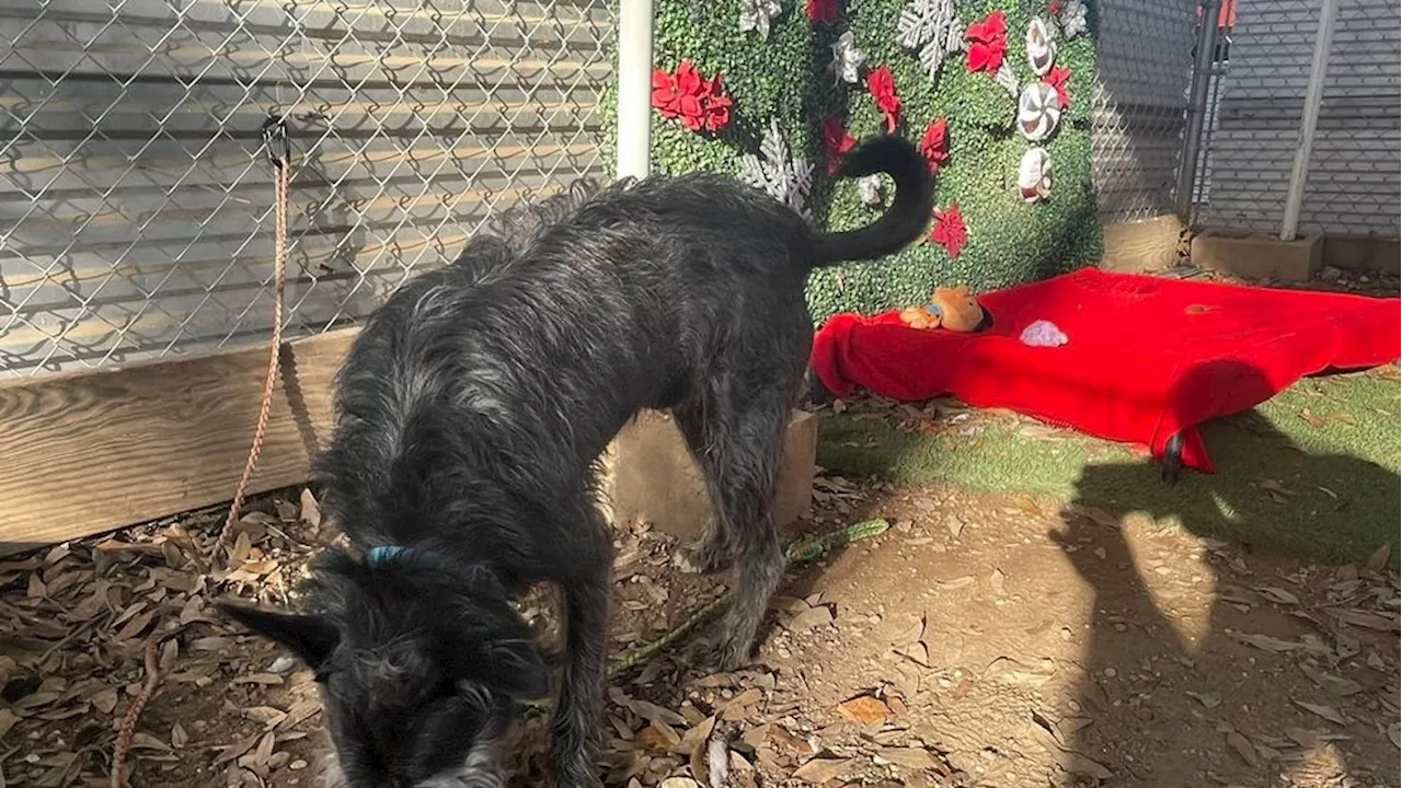 Austin Pets Alive Helps 85 Pets Find Homes for the Holidays