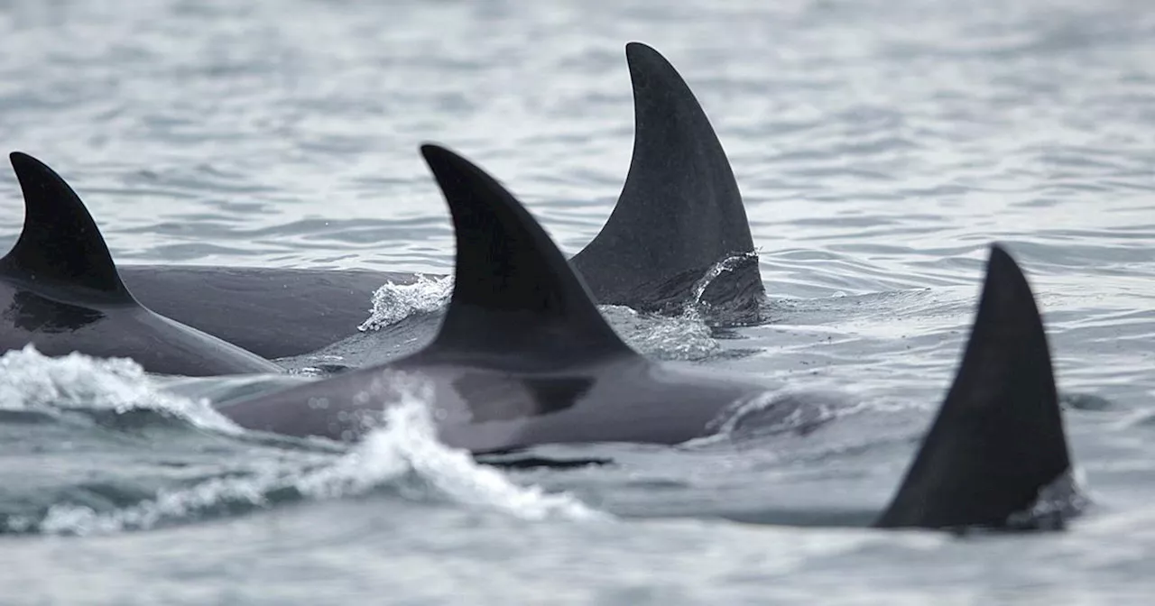 Tahlequah, Orca Known for Carrying Dead Calf, Gives Birth Again