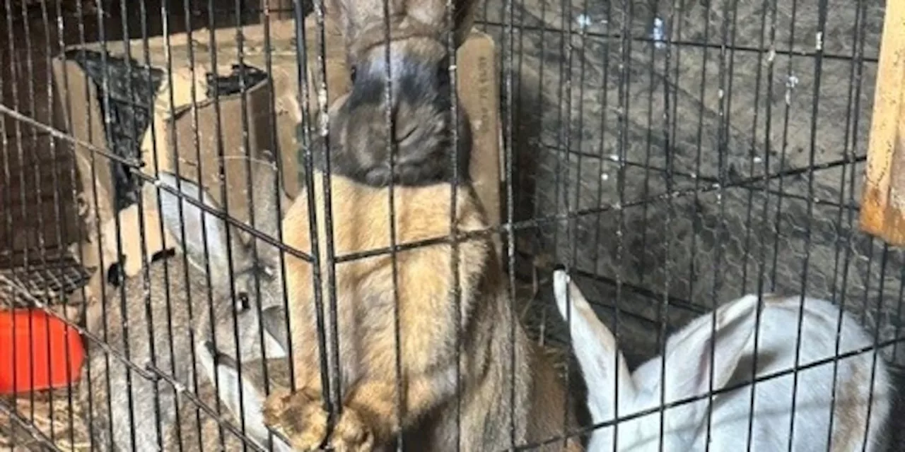 6 Bunnies Die After Hoarding Situation in Akron; Cassidys Critters Work to Save More