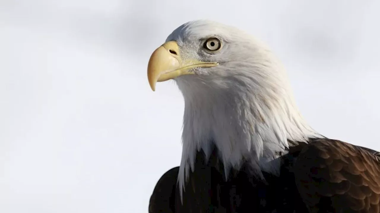 Biden firma un proyecto de ley que convierte oficialmente al águila calva en el ave nacional de EE.UU.