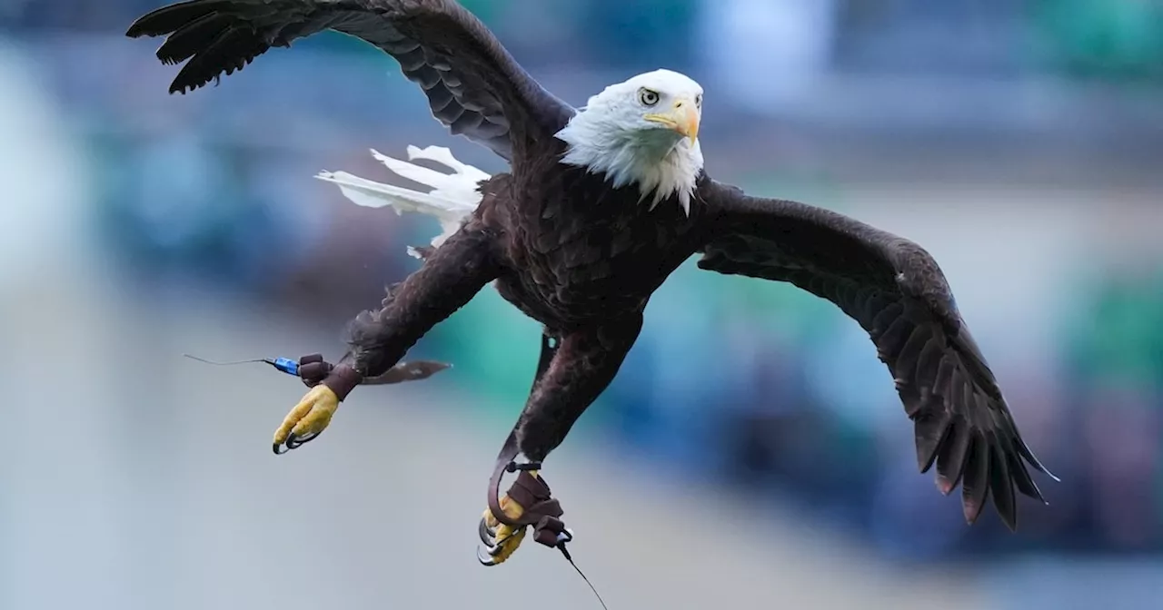 Biden signs bill to make bald eagle the country’s official national bird