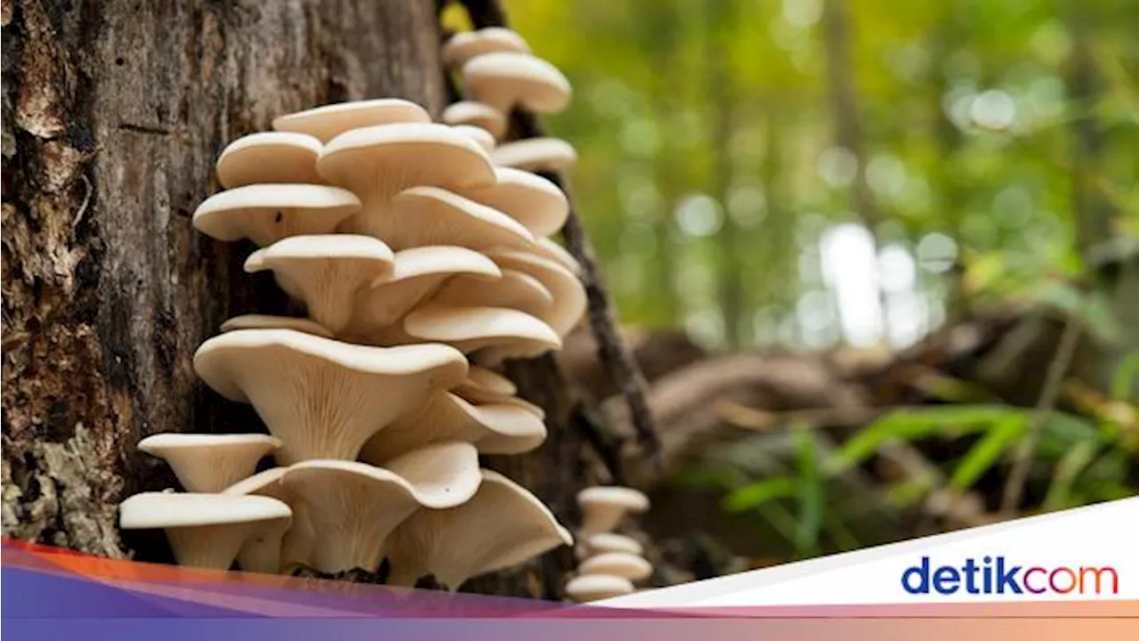 Belasan Warga Sukabumi Diduga Keracunan Jamur