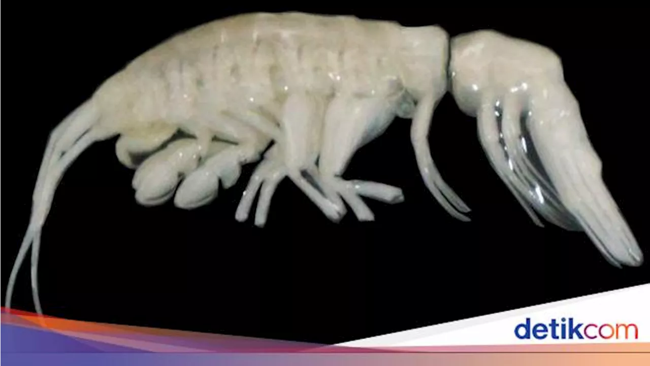 Predator Baru Ditemukan di Kedalaman Laut