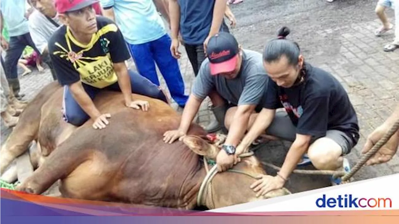 Tradisi Marbinda: Sembelihan Hewan Bersama di Natal Batak