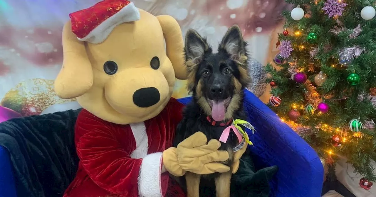 Merseyside Dogs Celebrate Christmas at Luxurious Daycare