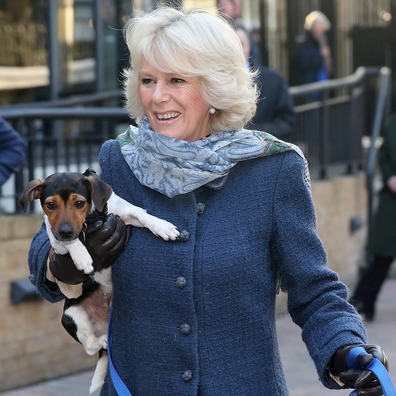 Queen Camilla Bids Farewell to Beloved Jack Russell Beth