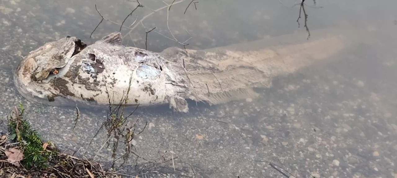 Riesiger Fisch am Rhein entdeckt