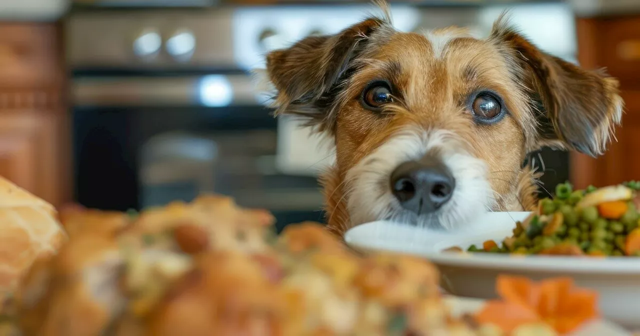 Attenzione ai Dolcetti di Natale: Alimenti Pericolosi per i Cani