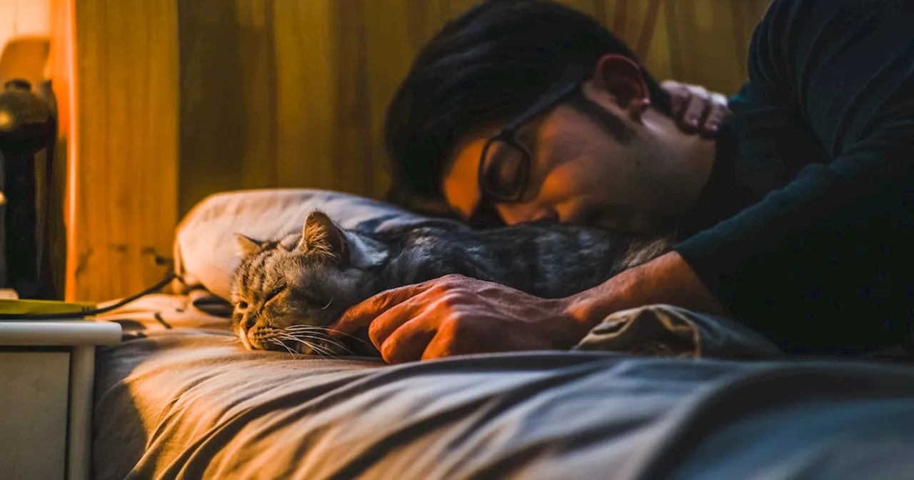 Mann lässt tote Katze durch KI auferstehen, um Weihnachten nicht allein zu sein