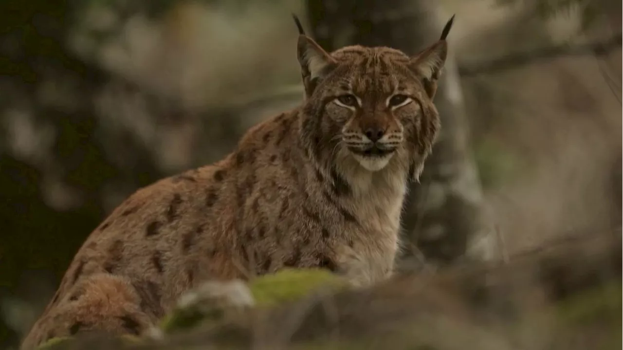 Le Rencontre Magique et Rare d'un Lynx Sauvage