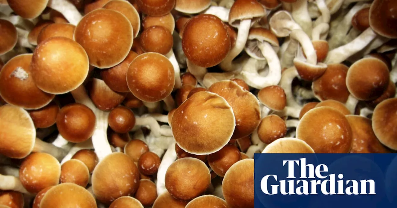 Magic Mushroom Use on the Rise, Sparking Concerns Over Risks