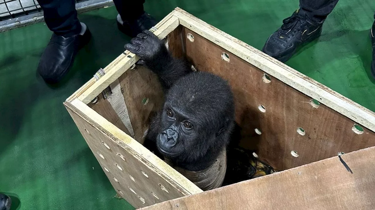 Zollbeamte entdecken Baby Gorilla am Flughafen Istanbul