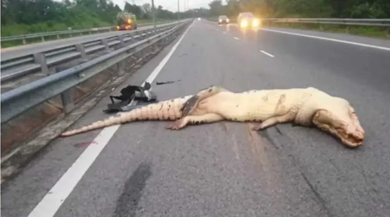 Giant Crocodile Killed in Road Accident in Brunei