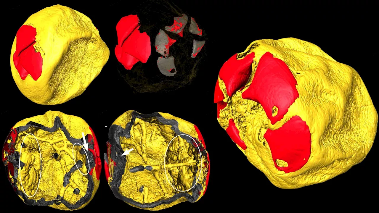 Ancient Embryos Reveal Insights into Early Cambrian Life