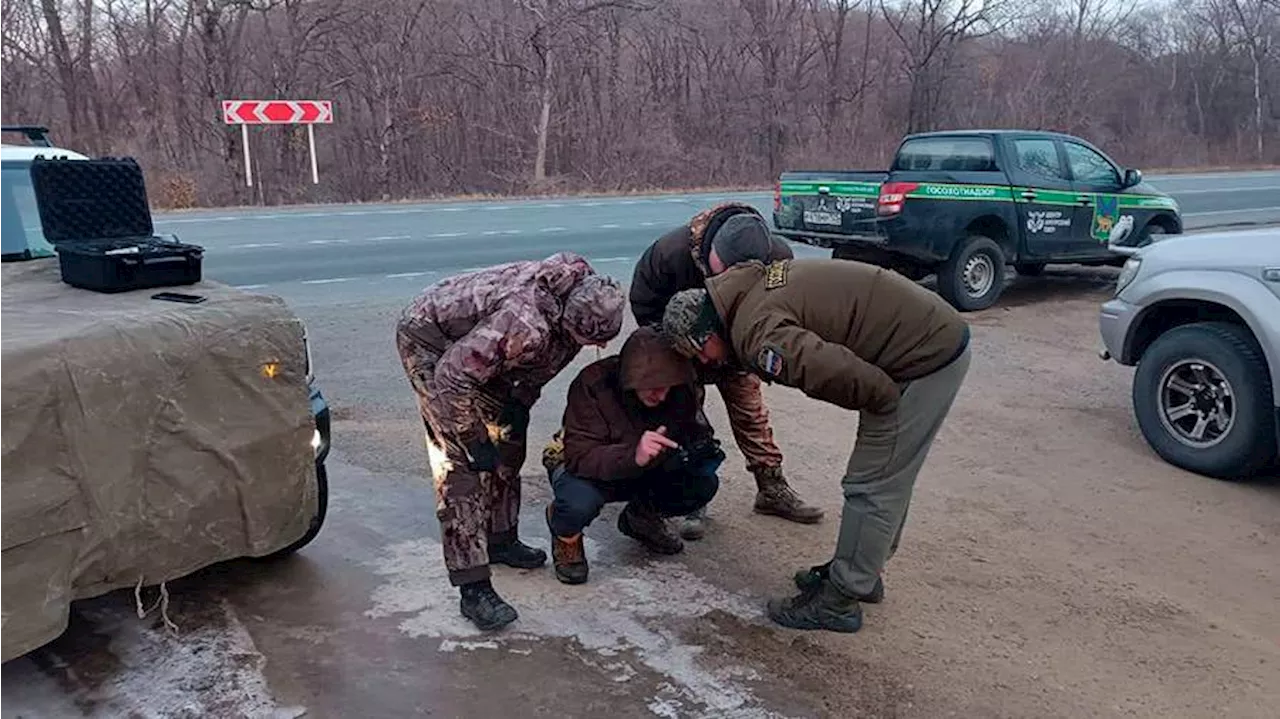 Амурского тигра сбили автомобилем в Приморье