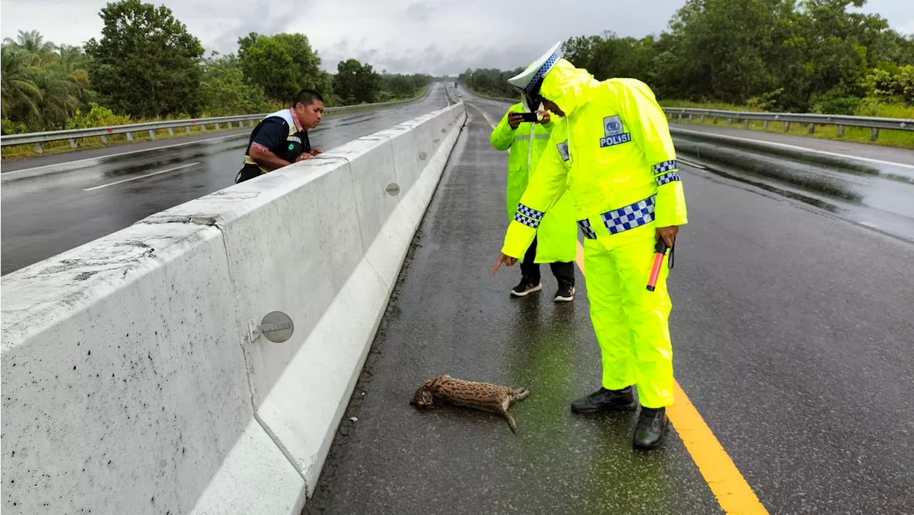 Macan Akar Ditemukan Mati di Tol Dumai-Pekanbaru