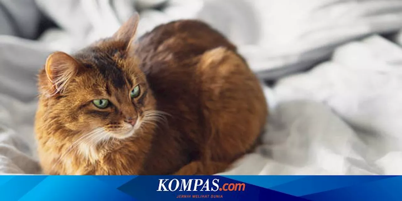 Cara Kucing Merasa Nyaman dan Aman