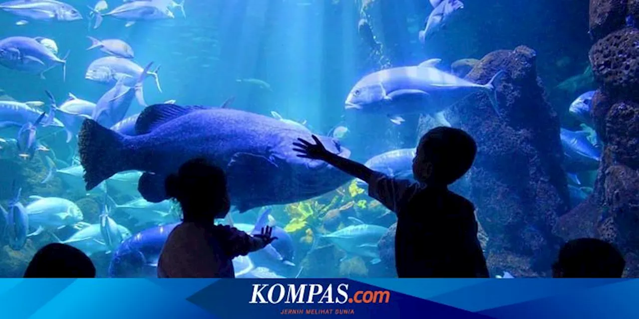 Jam Buka dan Harga Tiket Masuk Sea World Jakarta Selama Libur Nataru 2024/2025