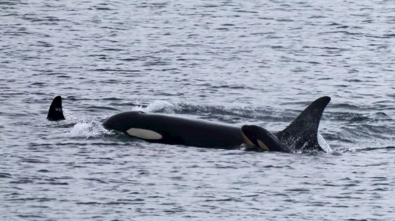 Orca Who Swam with Dead Calf for 17 Days Gives Birth to New Calf