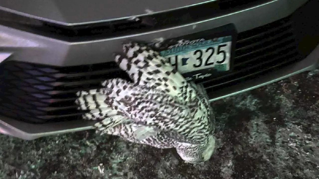 Woman Rescues Two Owls in a Day