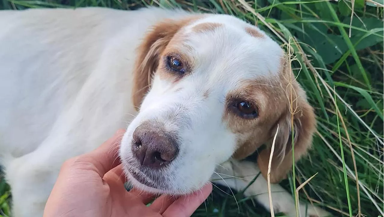 Amore, la Setterina trovata abbandonata, cerca una famiglia