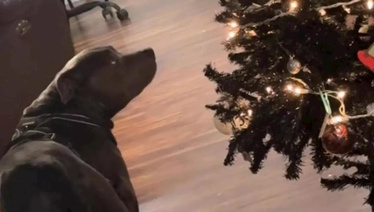 L'Albero di Natale che ha Commosso un Cane Abbandonato