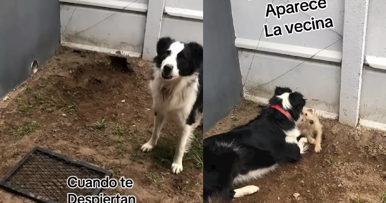 Dos perros cavaron un pozo entre sus casas para jugar juntos: el tierno video viral | Viral