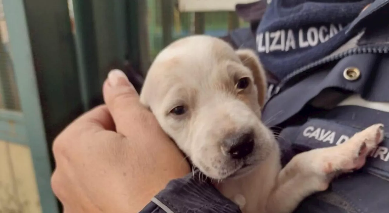 Cava dei Tirreni, 70enne deferito per aver gettato due cuccioli in un torrente