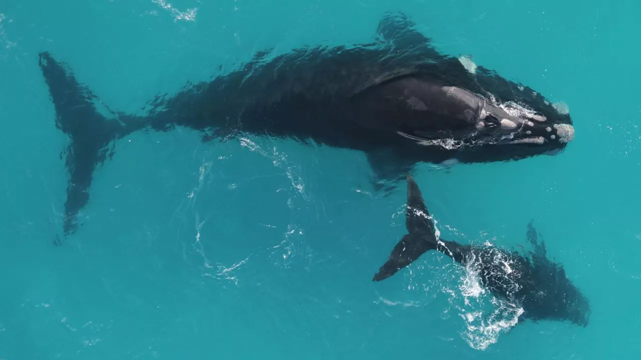 Southern Right Whales Live Twice As Long As Scientists Thought