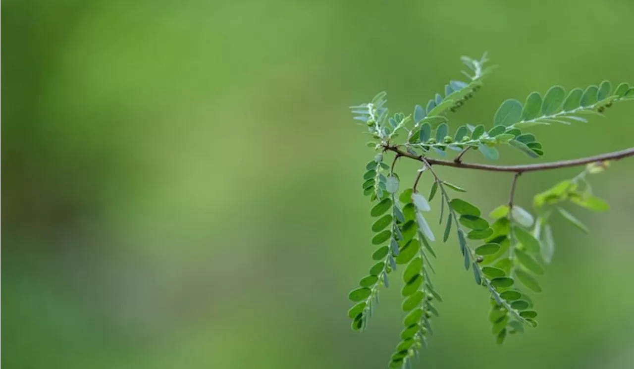 15 Manfaat Luar Biasa Daun Kelor