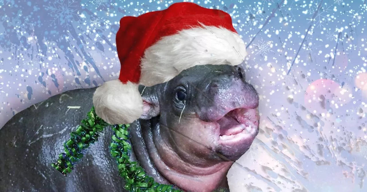 Edinburgh Zoo's Baby Hippo Celebrates First Christmas