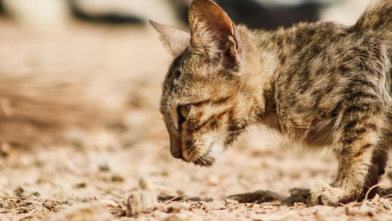 Minato le chat retrouvé grâce à une puce électronique après deux mois de disparition