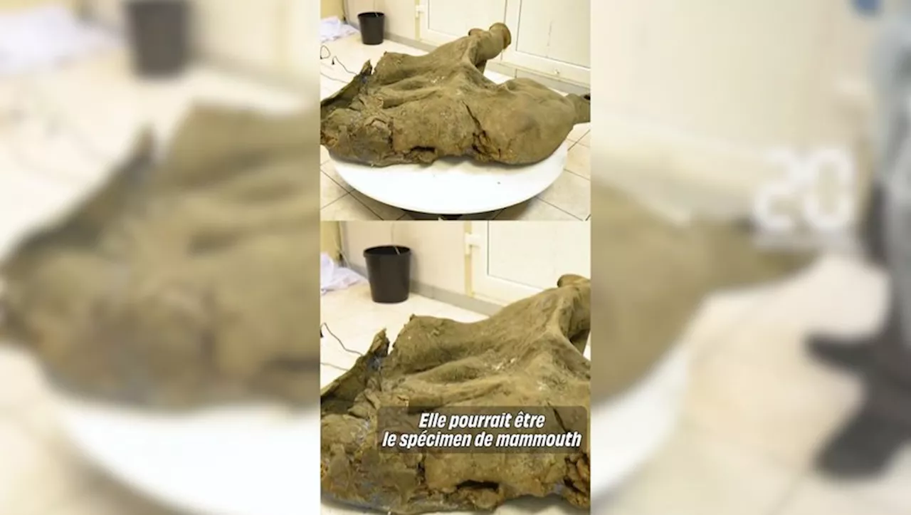 Un mammouth de 50 000 ans découvert en Russie