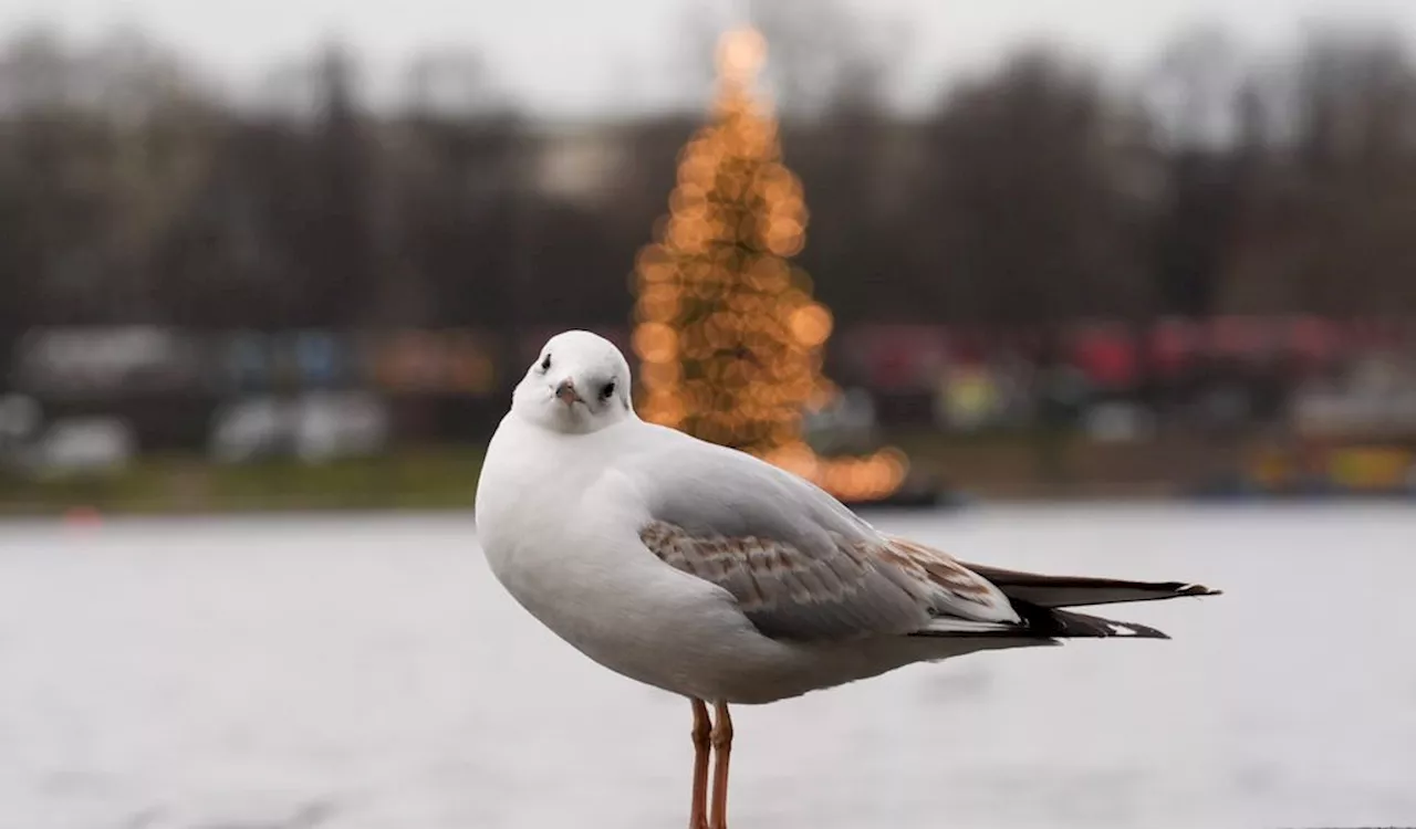 Weihnachtliches Wetter im Norden: Trüb, aber mild