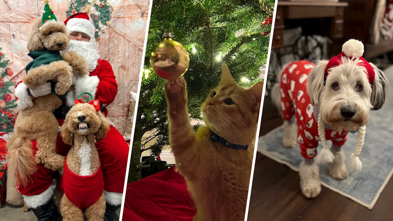 Poodle Duo Spread Holiday Cheer with Santa Photoshoot