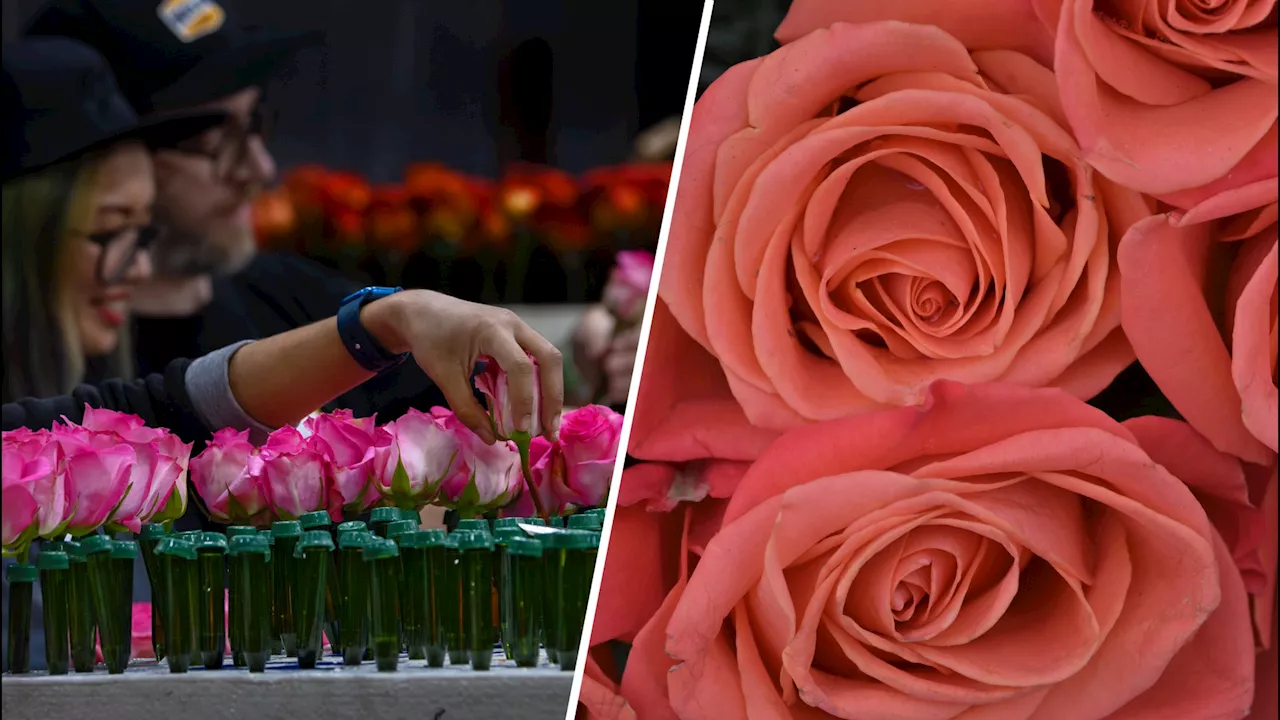 Millions of Roses Brought to Life for the Rose Parade