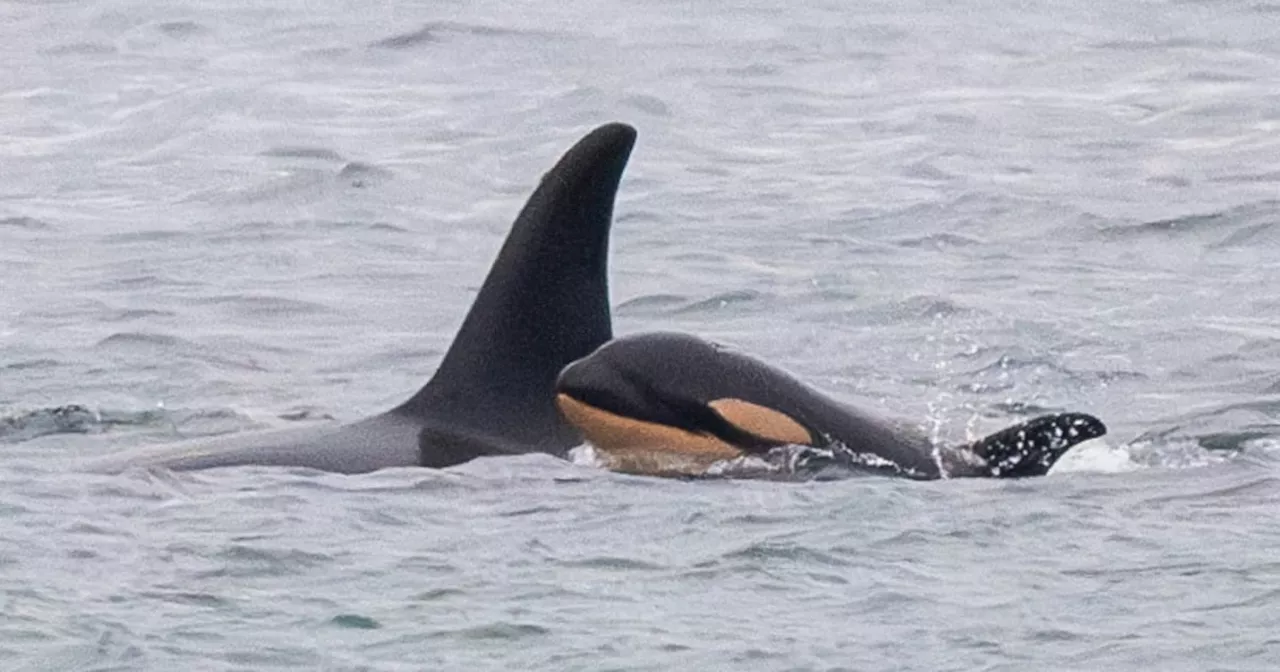 Tahlequah, The Orca Who Carried Her Dead Calf, Gives Birth to Second Calf