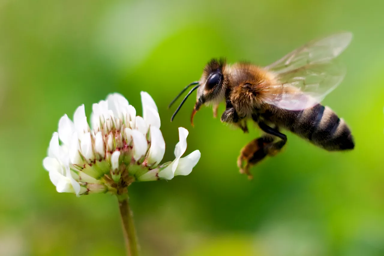 Light Pollution Disrupts Bee Sleep, Threatening Food Supply