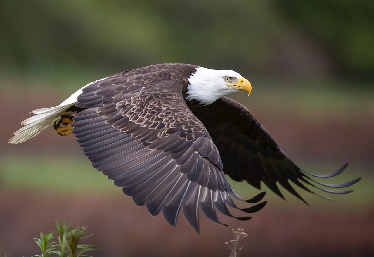 The bald eagle officially becomes America's national bird as Biden signs bill into law