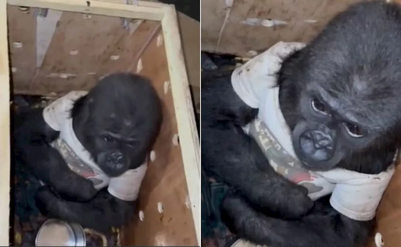 Baby Gorilla Rescued in Turkey