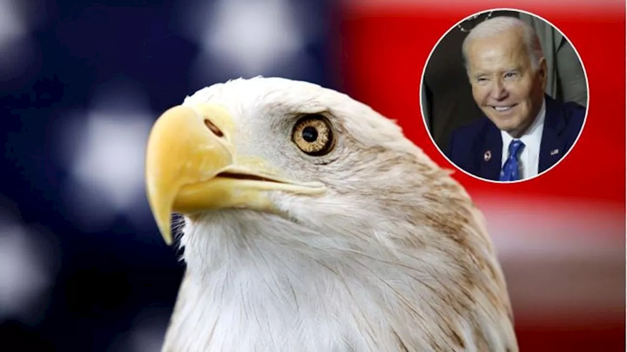 Biden signs bill officially making the bald eagle the national bird of the US