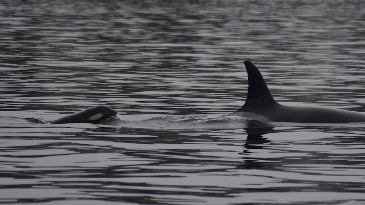 New Calf Born to Southern Resident Killer Whale Tahlequah