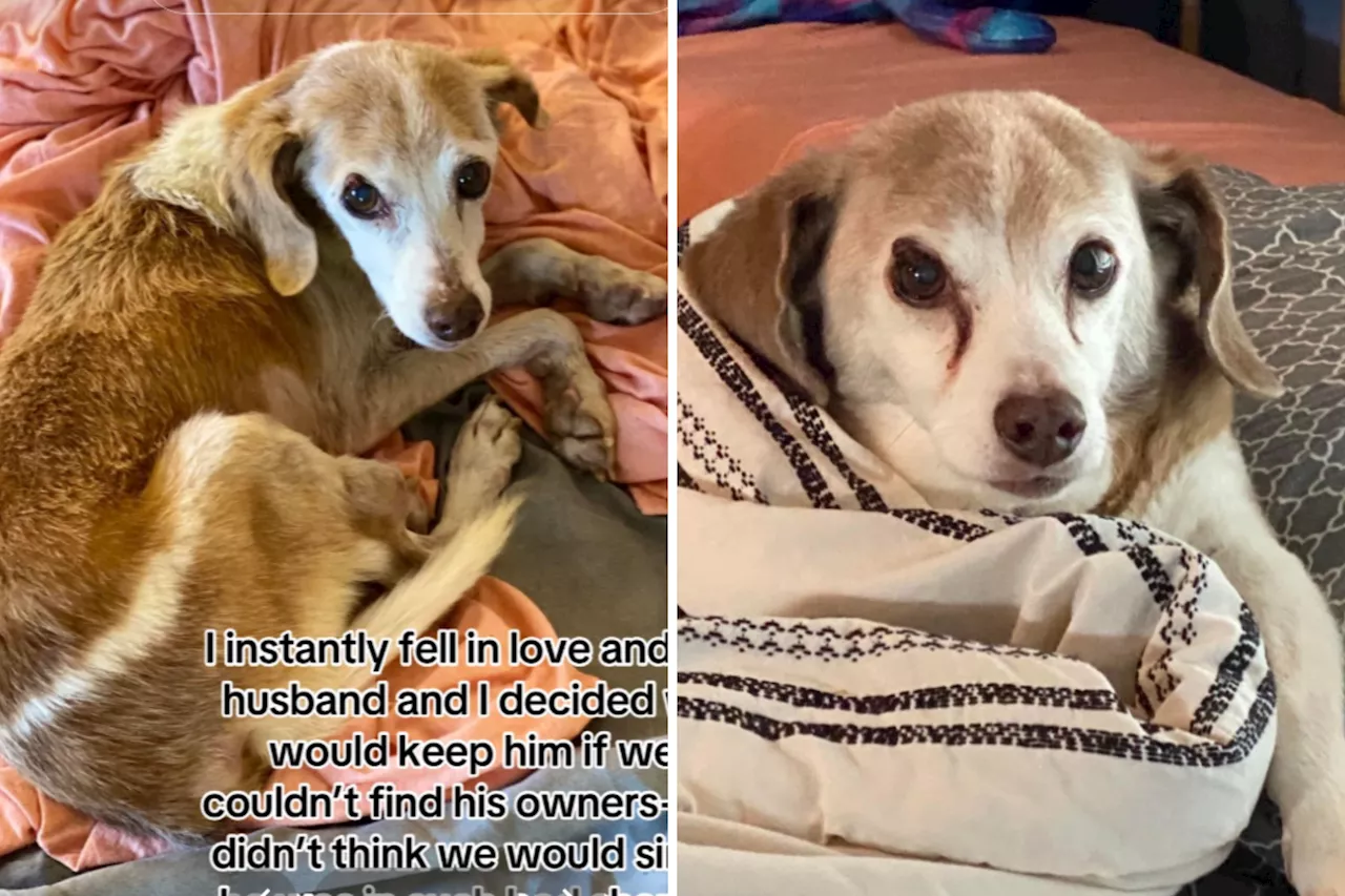 Heartwarming Rescue Story of Senior Dog Archie